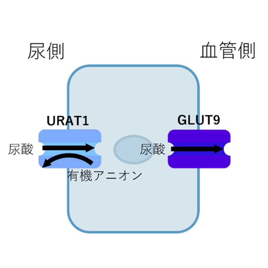 横浜市立大学