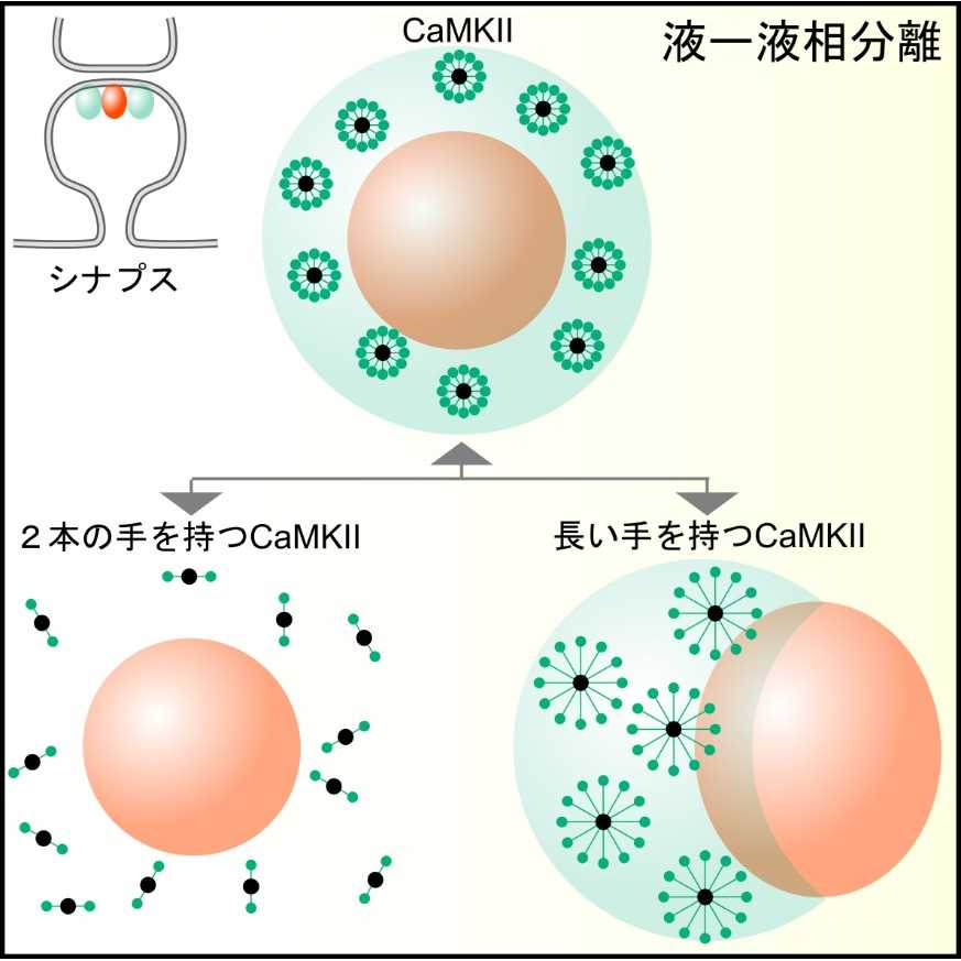 学校法人藤田学園